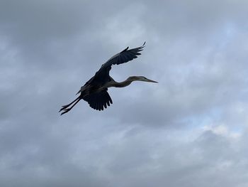 Low angle view of eagle flying in sky