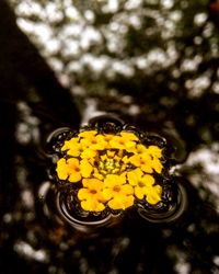 Close-up of yellow flower blooming outdoors