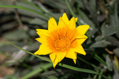 Close-up of yellow flower