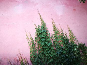 Flowers growing on plant against bright sun