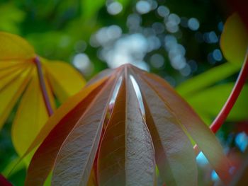 Cassava leaves on a blurred background