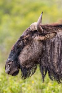 Close-up of an animal on land