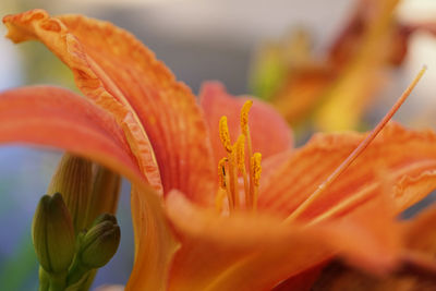 Close-up of day lily blooming in park