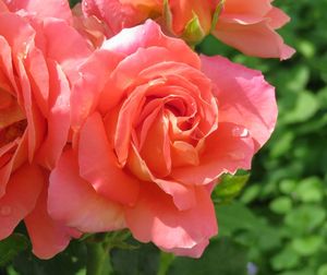 Close-up of pink rose