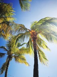 Low angle view of palm tree against blue sky