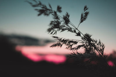 Close-up of silhouette plant against sky at sunset