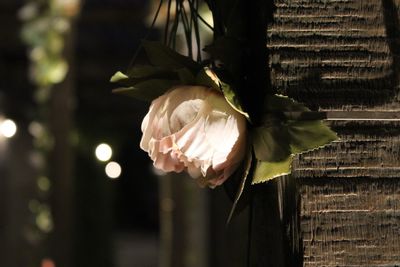 Close-up of rose roses