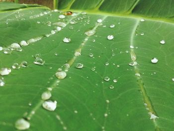 Close-up of water drops on leaf