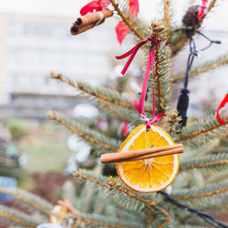 Diy handmade natural decoration made of orange slices and spices on christmas tree