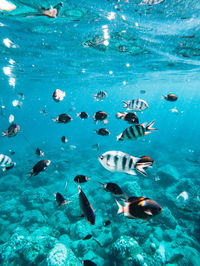 High angle view of fish swimming in sea