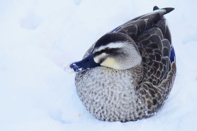 Close-up of bird