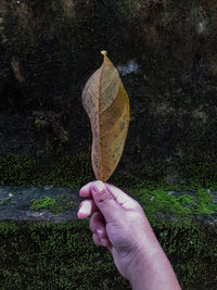 Close-up of hand holding leaf