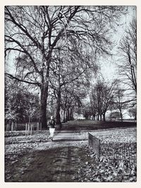 Footpath amidst trees