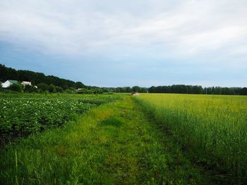 Scenic view of agricultural field against sky