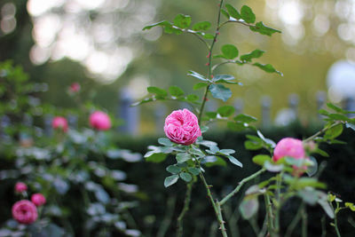 Close-up of pink flowering plant