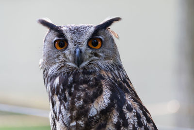 Close-up portrait of owl