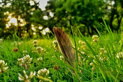 Close-up of butterfly on grass in field
