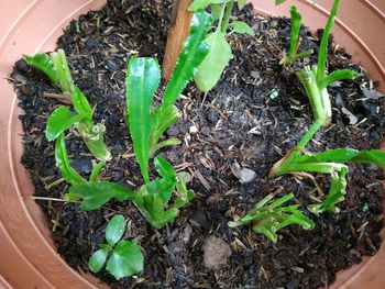 High angle view of potted plants