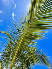 Low angle view of palm tree against sky