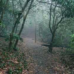 Trees in forest