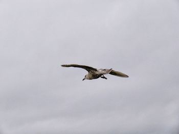 Low angle view of eagle flying in sky