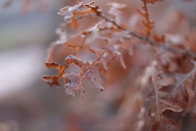 Close-up of dry leaves on plant