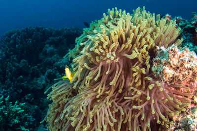 Close-up of coral in sea