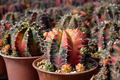 Gymnocalycium mihanovichii variegated in cactus farm.