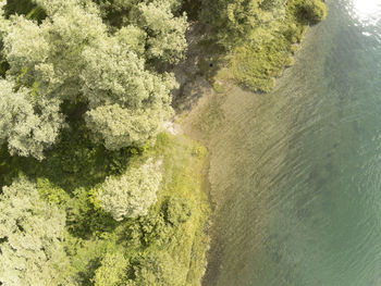 High angle view of plants by sea