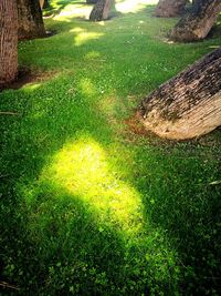 Scenic view of green landscape