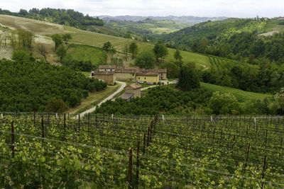 High angle view of vineyard
