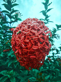 Close-up of red flowering plant in park