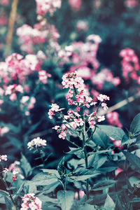 Close-up of pink flowers outdoors