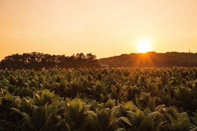 Scenic view of landscape at sunset