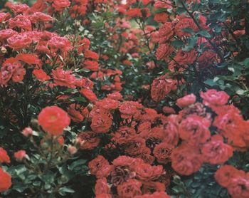 Close-up of pink flowers