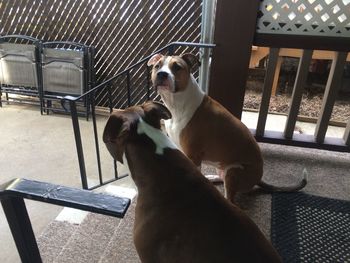 Dog sitting on floor