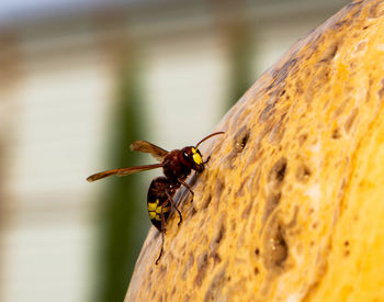 Close-up of bee on wood