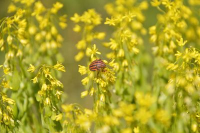 Close-up of beetle on yellow flower