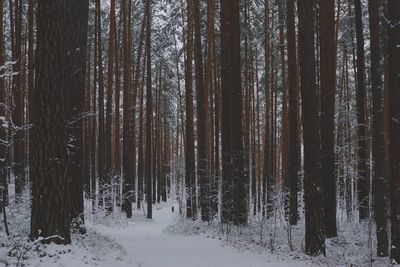 Trees in forest during winter