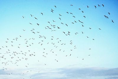 Low angle view of birds flying against sky