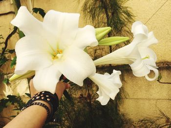 Low section of woman with white flowers
