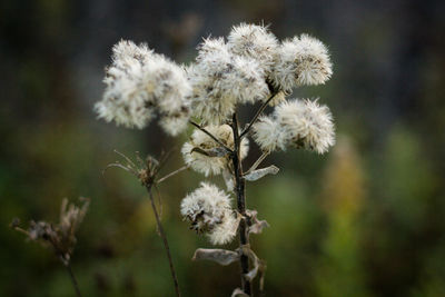 Close-up of flowers