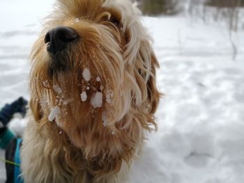 Close-up of dog during winter