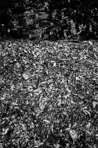 Full frame shot of leaves