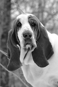 Close-up portrait of dog outdoors