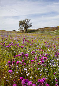 Spring flowers in north table mountain, california, usa