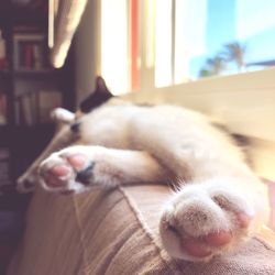 Cat sleeping in a home