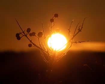 Close-up of silhouette plant on field against sky during sunset