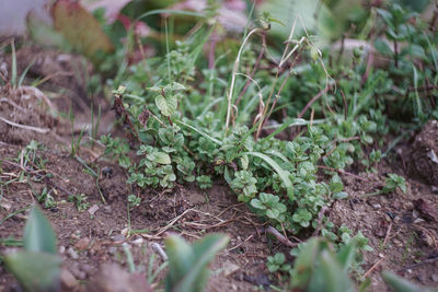 High angle view of plants growing on field