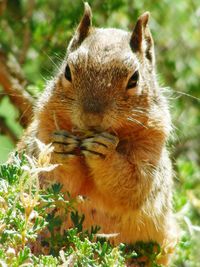 Close-up of squirrel on field